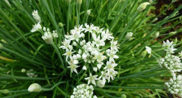 Jak správně pěstovat rozvětvenou (čínskou, vonnou) cibuli?